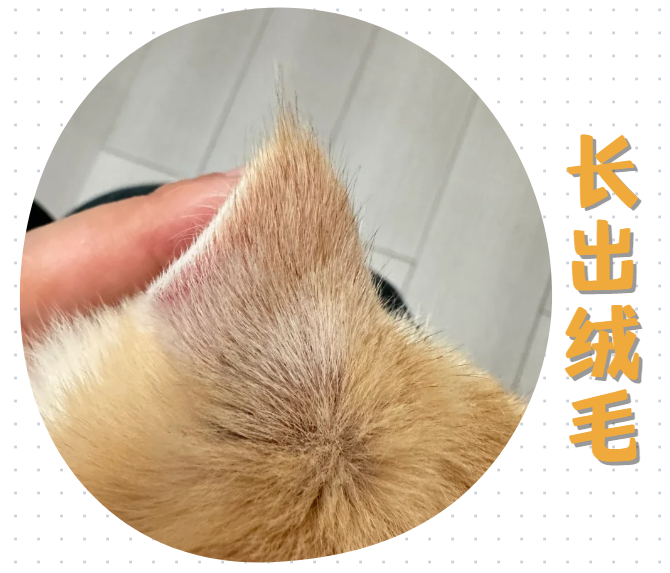 怎么判断猫癣已经治好了？其实很简单