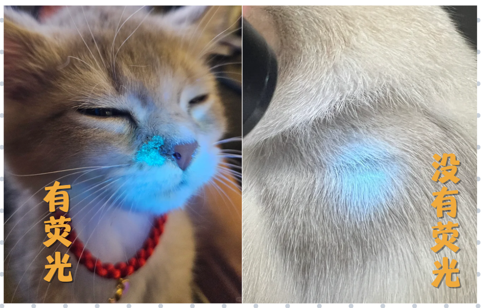 怎么判断猫癣已经治好了？其实很简单