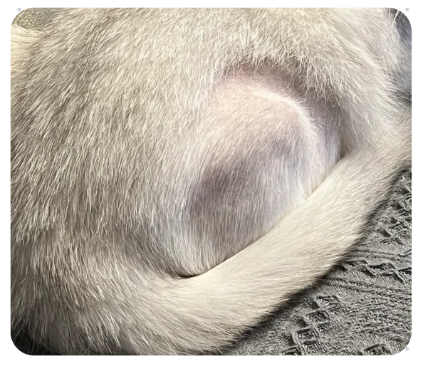 猫咪大面积脱毛露肉但无癣是怎么回事？