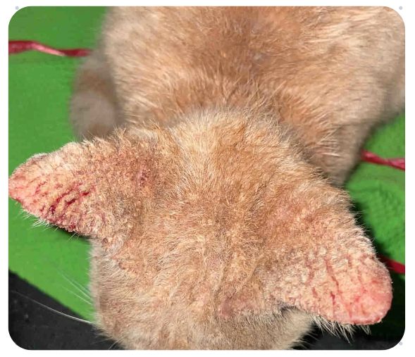 猫咪大面积脱毛露肉但无癣是怎么回事？