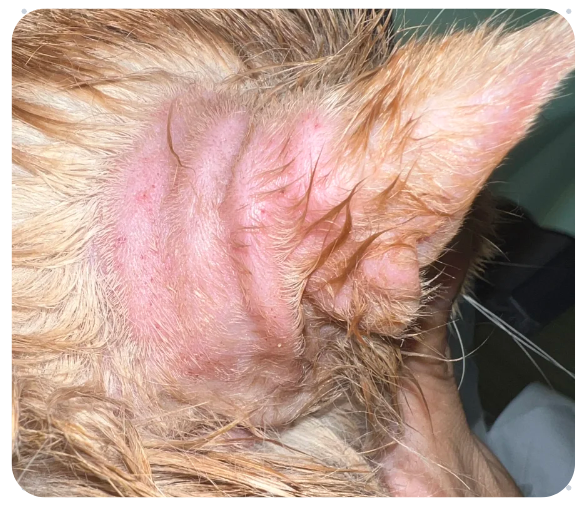 猫咪大面积脱毛露肉但无癣是怎么回事？