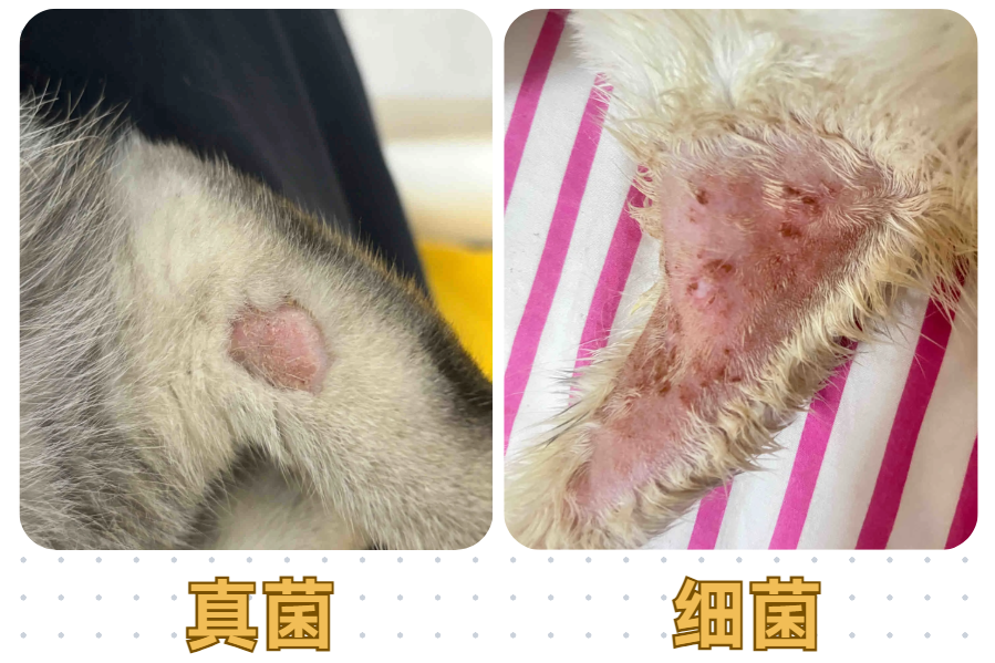 猫咪大面积脱毛露肉但无癣是怎么回事？