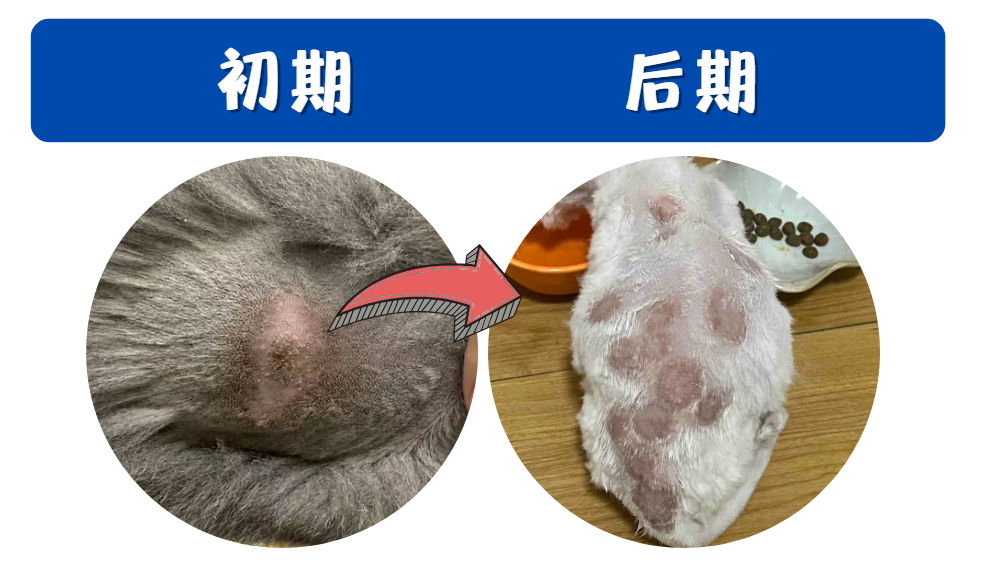 小猫长猫癣，身上一直掉毛长皮屑涂什么药效果好？