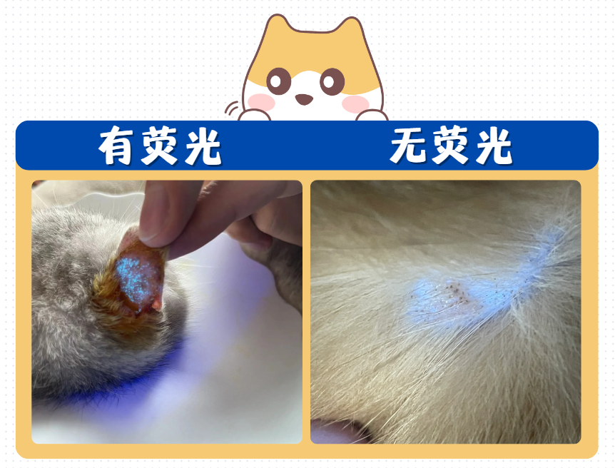 小猫长猫癣，身上一直掉毛长皮屑涂什么药效果好？