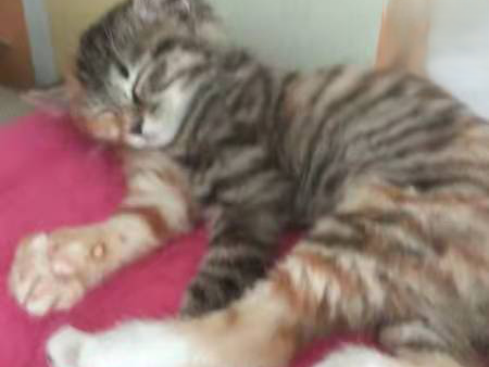 2月大的狸花猫感染猫瘟痊愈