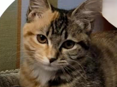 2月大的狸花猫感染猫瘟痊愈