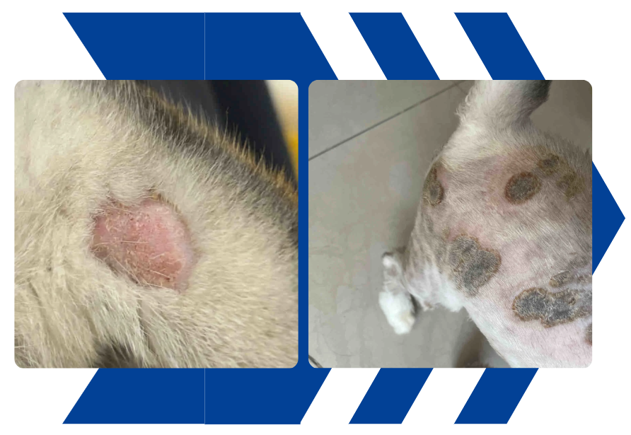 猫尾巴上得了猫癣怎么办？别急，治疗方法很简单