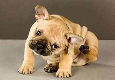 无知！竟用白醋治疗狗狗皮肤病？