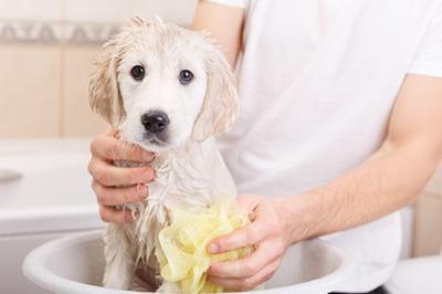 无知！竟用白醋治疗狗狗皮肤病？