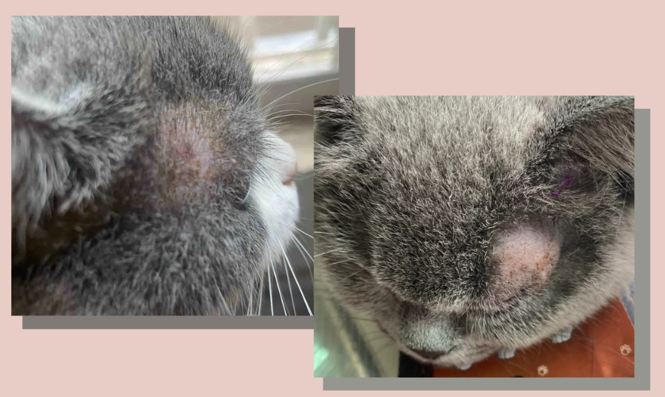 猫咪眼皮上长癣怎么办？要涂药还是吃伊曲康唑？