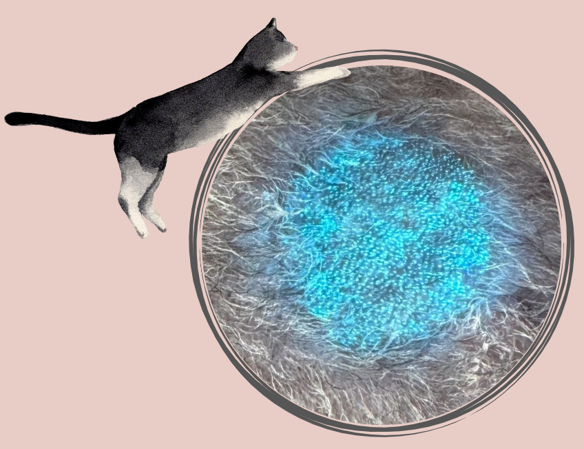 猫咪眼皮上长癣怎么办？要涂药还是吃伊曲康唑？