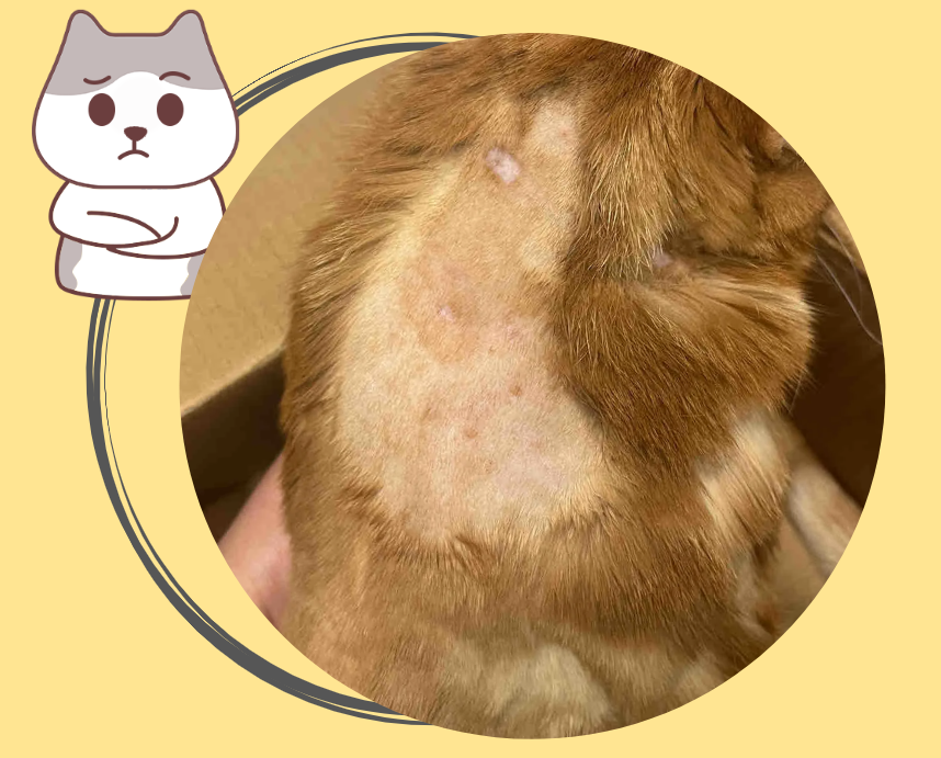 猫没有毛是不是皮肤病引起的？