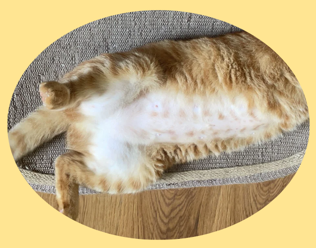 猫没有毛是不是皮肤病引起的？