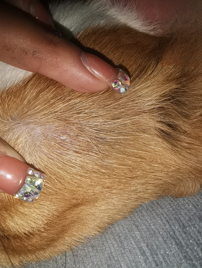 狗狗皮肤病局部不长毛治疗后痊愈