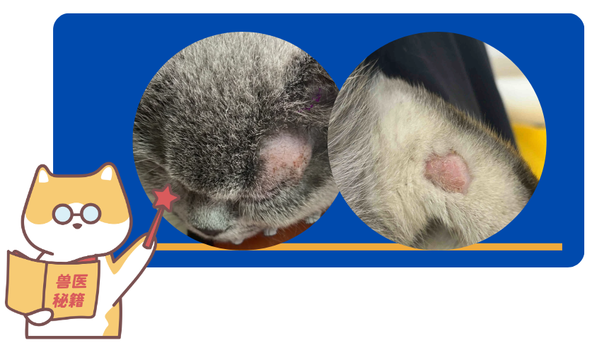 猫癣的治疗周期大概是多久？怎么样才能好得快一点？