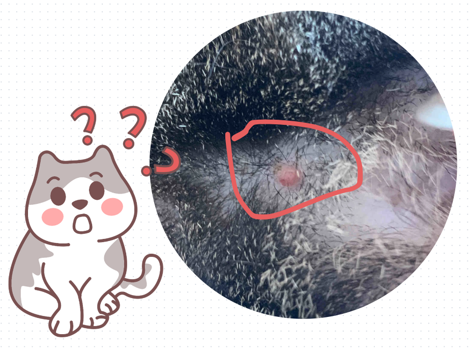 猫咪头上有红色疙瘩是什么原因？