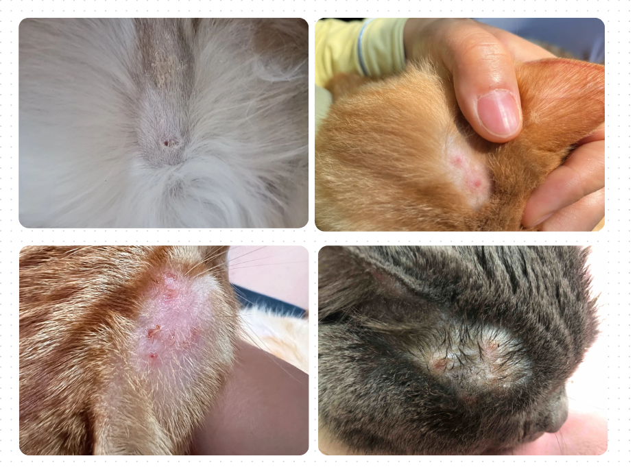 猫咪头上有红色疙瘩是什么原因？