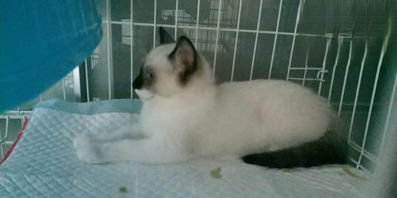 布偶猫感染了猫瘟已痊愈