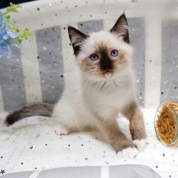 布偶猫感染了猫瘟已痊愈