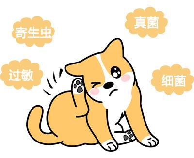 当心！爱犬皮肤红痒背后的秘密