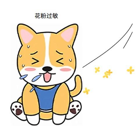 当心！爱犬皮肤红痒背后的秘密