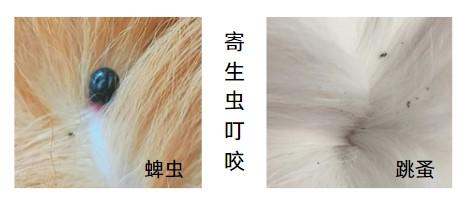 宠物急救：狗狗被虫叮咬后的用药指南