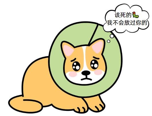 宠物急救：狗狗被虫叮咬后的用药指南