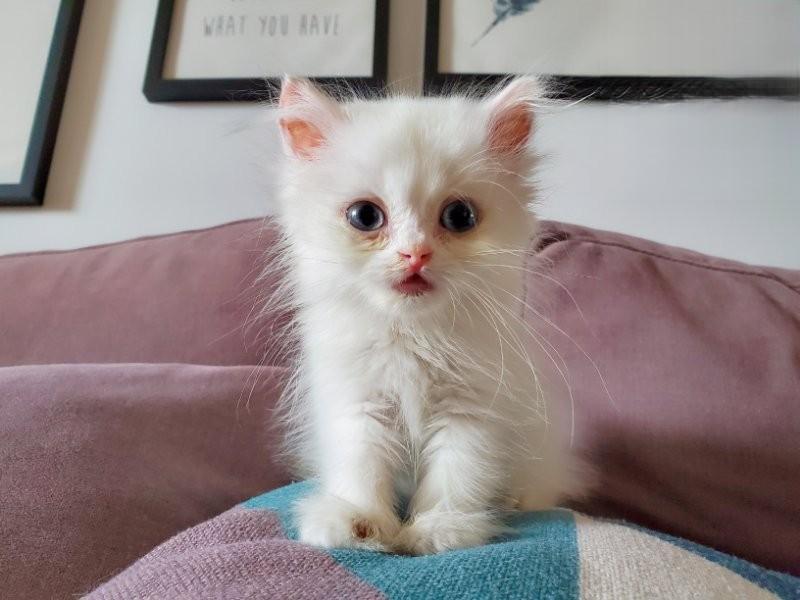 两个月大的猫咪感冒加猫鼻支炎感染痊愈