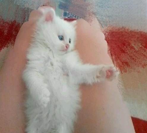 两个月大的猫咪感冒加猫鼻支炎感染痊愈