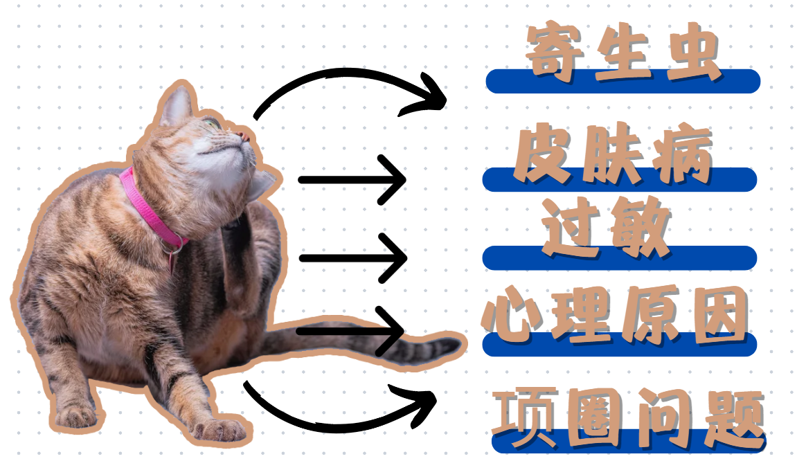 猫没有猫癣却一直挠脖子是怎么回事？