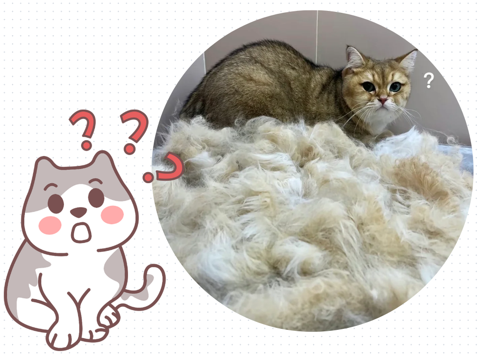 猫咪身上老是掉毛怎么办？认准这几招！