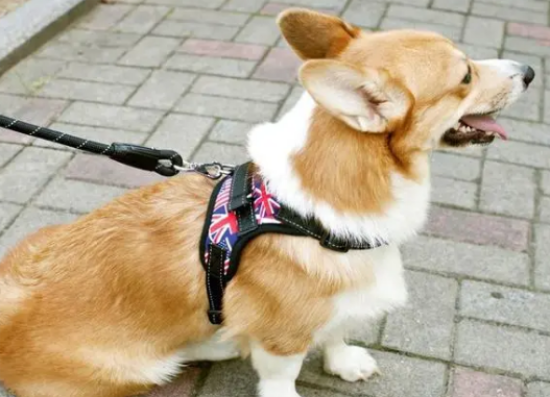 上海80后夫妻闹离婚，不争房子车子票子，只争柯基犬抚养权！