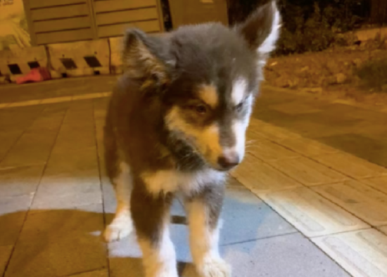 阿拉斯加因病被遗弃了，站都站不稳