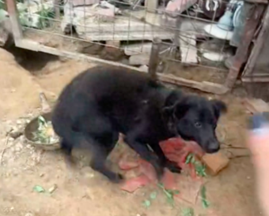 遇见被拴很久的狗狗，女生买下让它开启新狗生