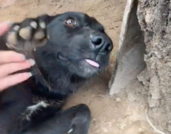 遇见被拴很久的狗狗，女生买下让它开启新狗生