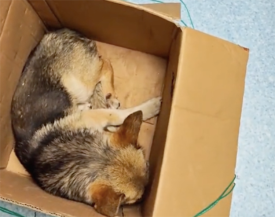 狗狗双腿被人打断，还好遇到好心中介小哥