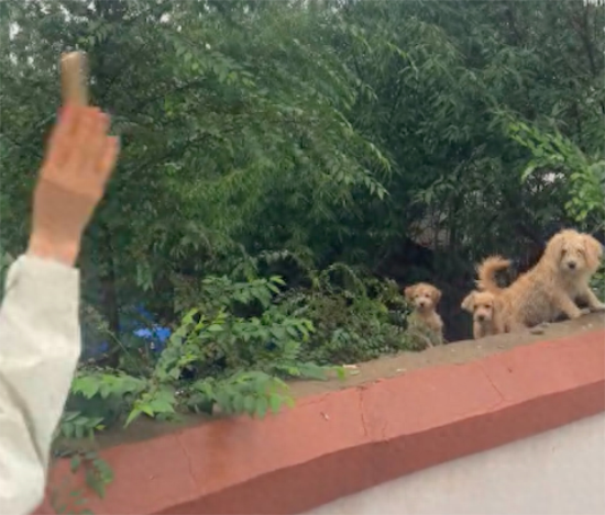 看院子的狗狗被饿了好几天，网友每天隔墙投喂它们！