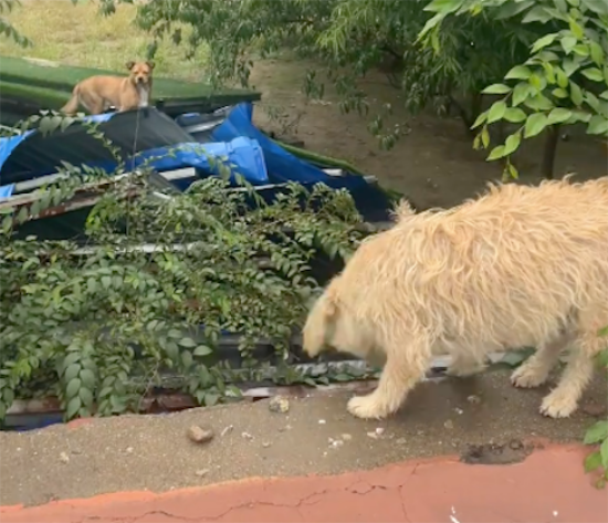 看院子的狗狗被饿了好几天，网友每天隔墙投喂它们！