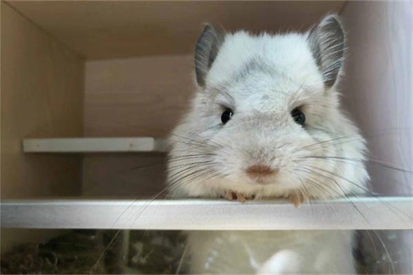 龙猫胡须变短和脱落正常吗？