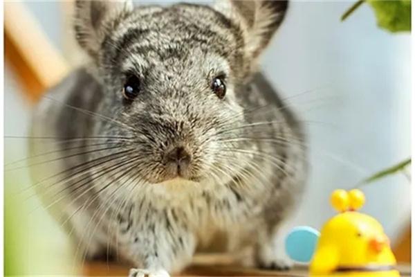 龙猫打架怎么办？