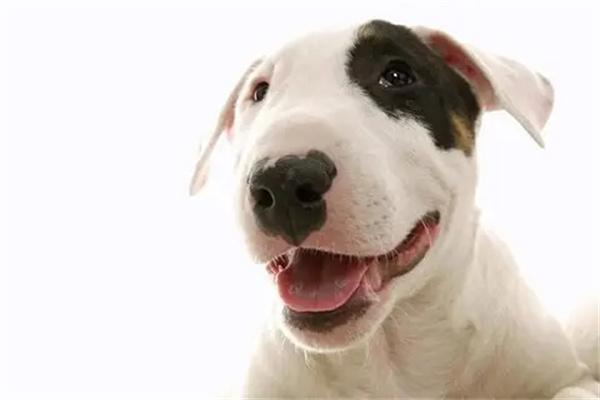 ​小狗怀孕的特征都有哪些？