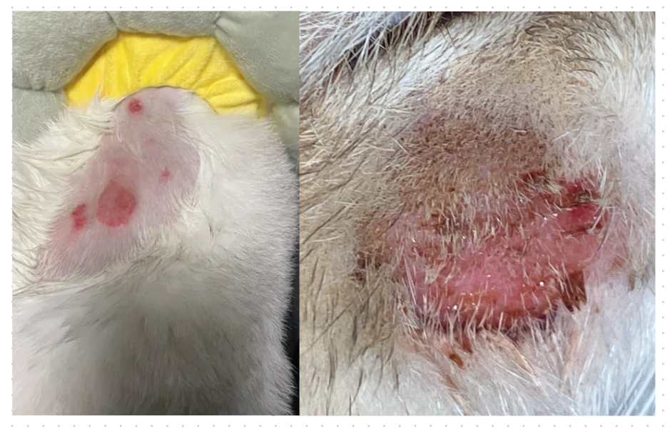 猫的皮肤问题要用什么药？存下吧，错过就找不到了！