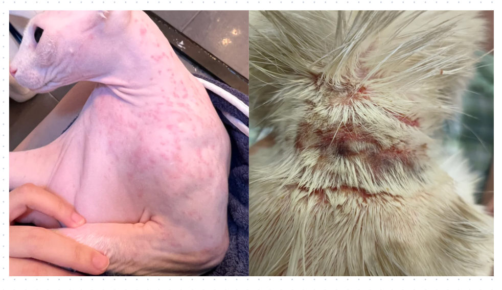 猫的皮肤问题要用什么药？存下吧，错过就找不到了！