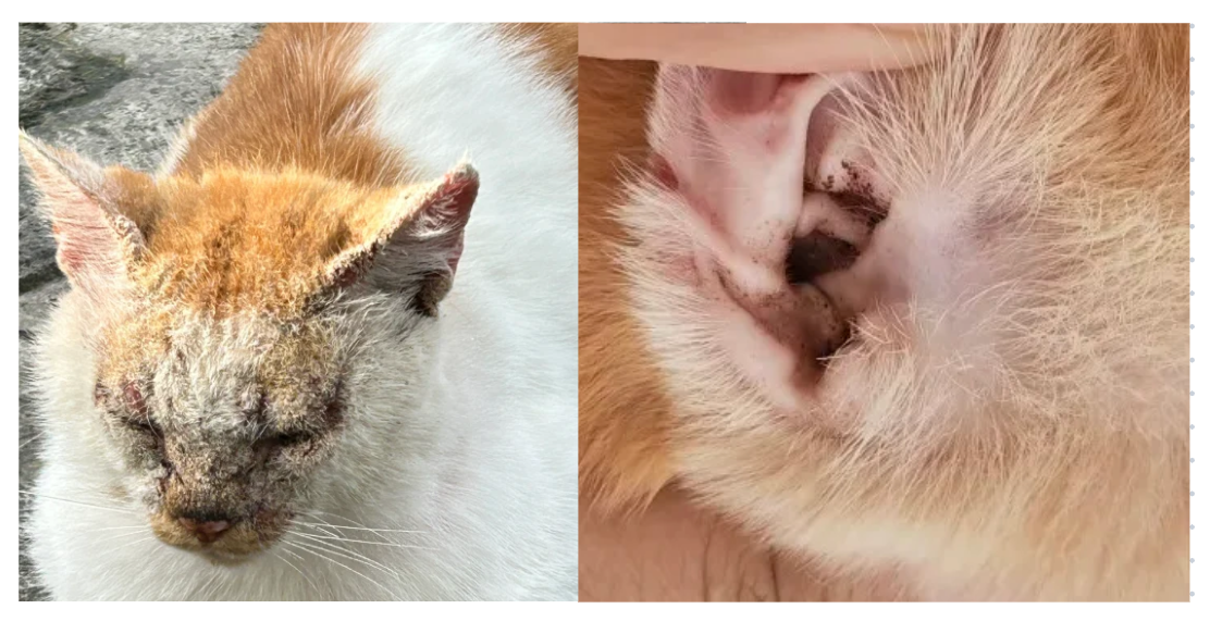 猫的皮肤问题要用什么药？存下吧，错过就找不到了！