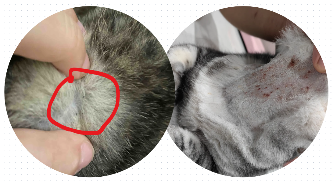 猫的皮肤问题要用什么药？存下吧，错过就找不到了！