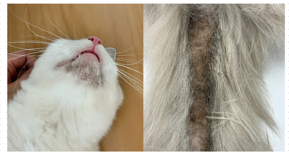 猫的皮肤问题要用什么药？存下吧，错过就找不到了！