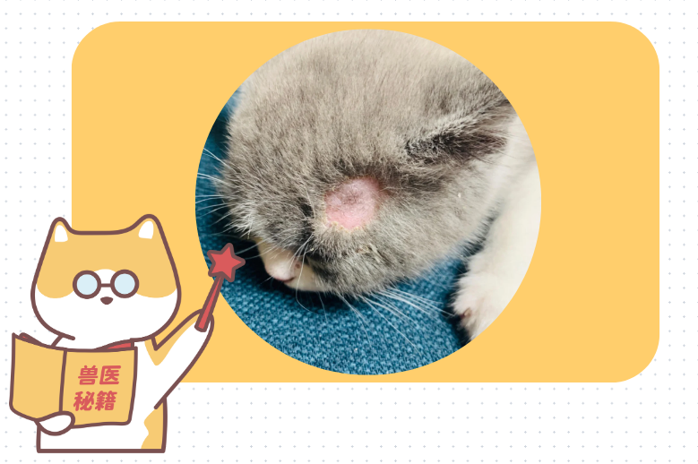 蓝猫得了猫癣怎么治？这里有超全&ldquo;抗癣&rdquo;指南！