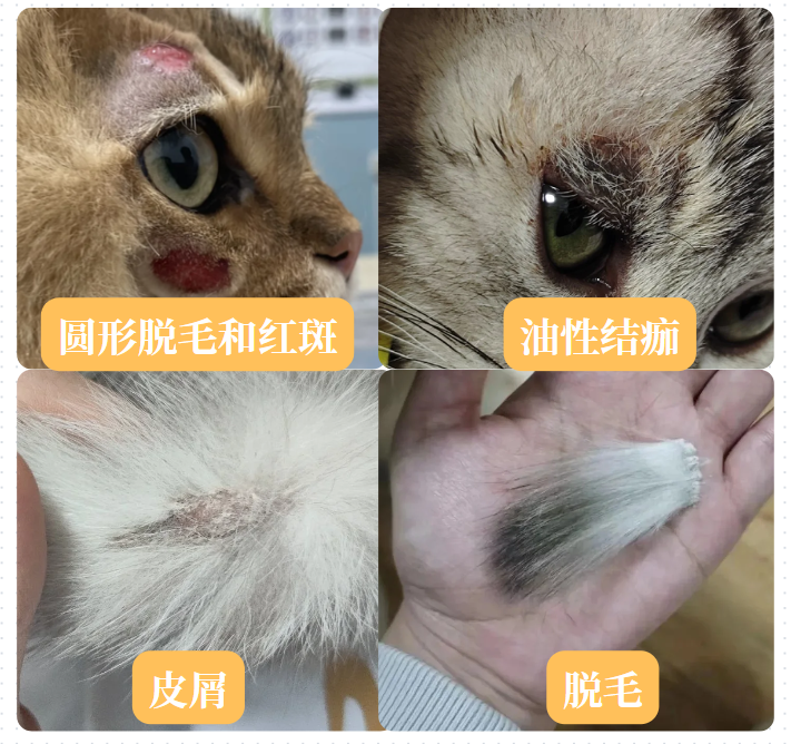 蓝猫得了猫癣怎么治？这里有超全&ldquo;抗癣&rdquo;指南！