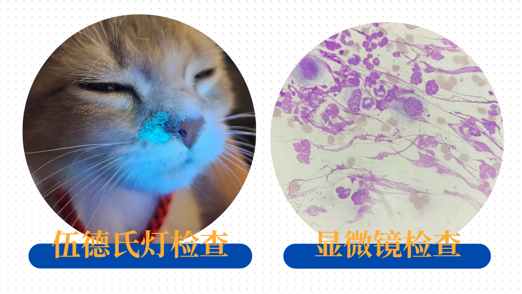 蓝猫得了猫癣怎么治？这里有超全&ldquo;抗癣&rdquo;指南！