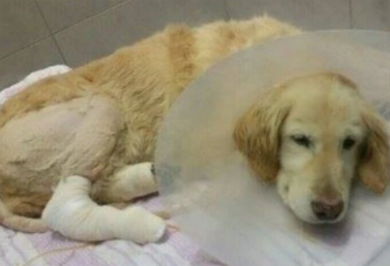 把四肢被截断的金毛从狗贩子手中救出，狗狗满脸幸福笑容